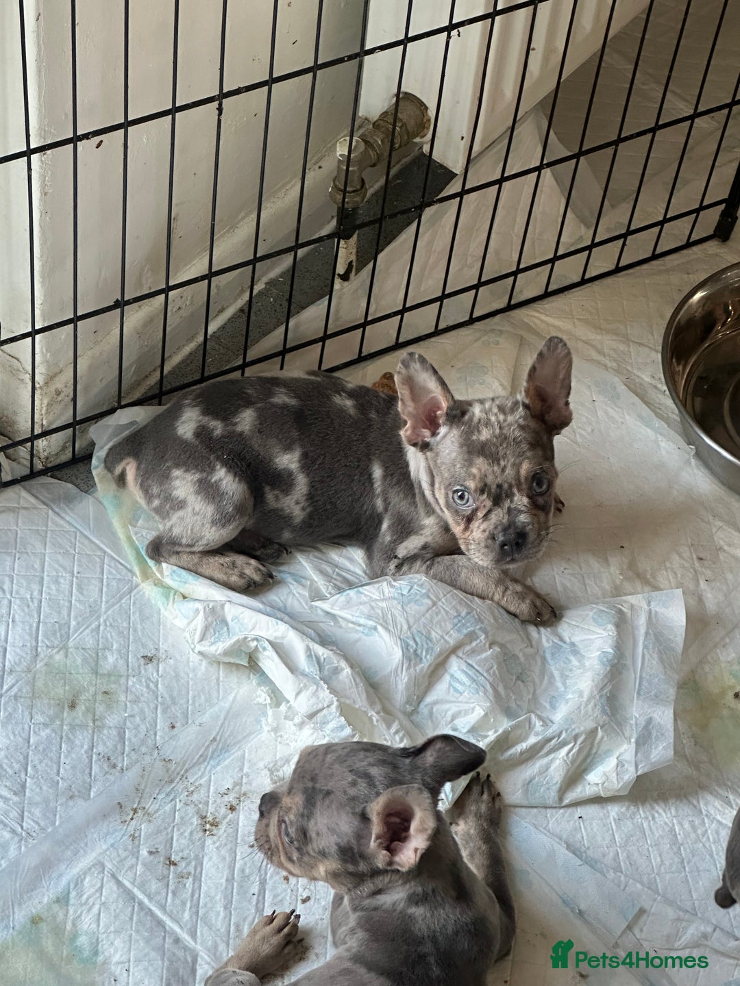 Mixed Breed dogs for sale: Frenchie cross pocket bullies  - Image 2
