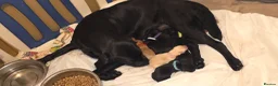 Labradoodle dogs for sale: F1B Labradoodle  - Advert 1