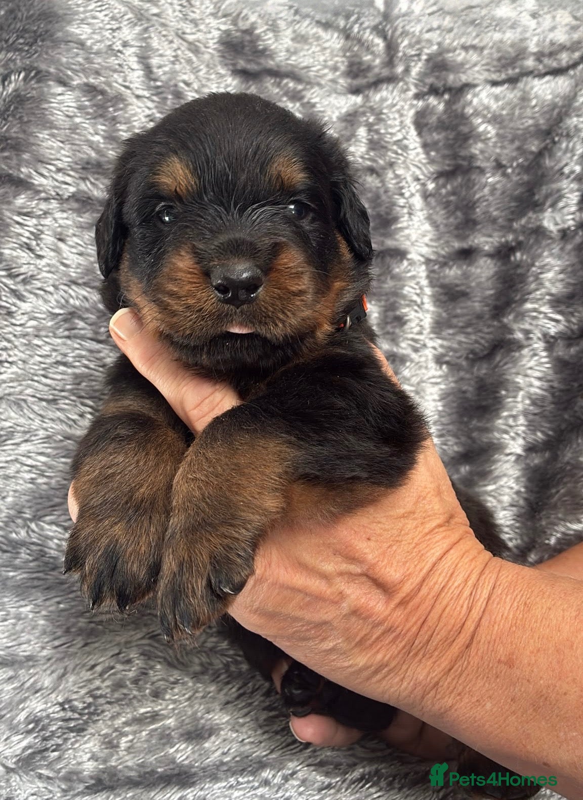 Rottweiler dogs KC Registered Rottweiler Puppies - Advert 2