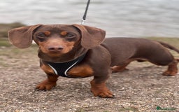 Miniature Dachshund dogs for stud: ⭐️⭐️⭐️KC MINIATURE DACHSHUND FOR STUD⭐️⭐️  in Southampton - Image 2