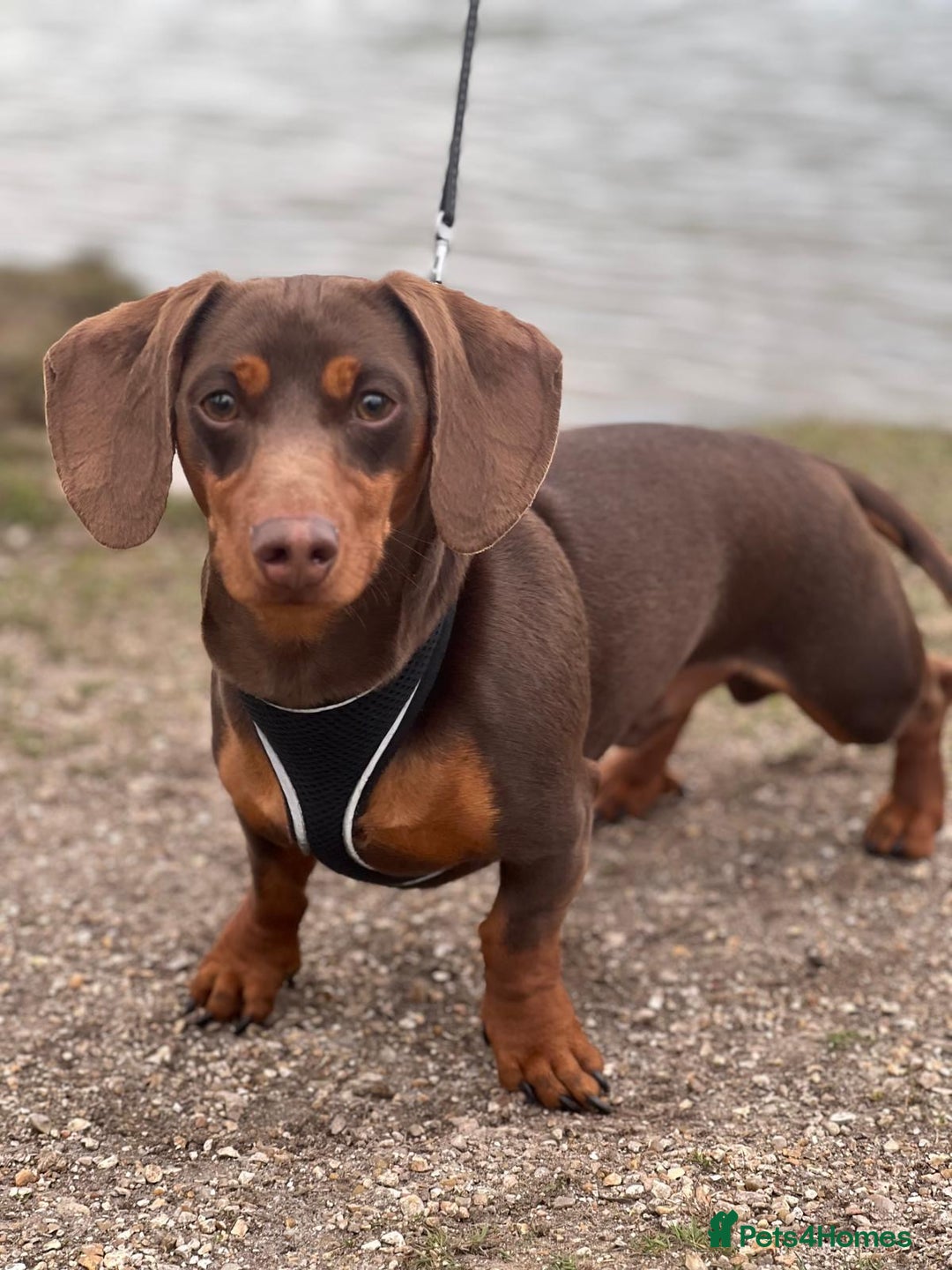 Miniature Dachshund dogs for stud: ⭐️⭐️⭐️KC MINIATURE DACHSHUND FOR STUD⭐️⭐️  in Southampton - Image 2