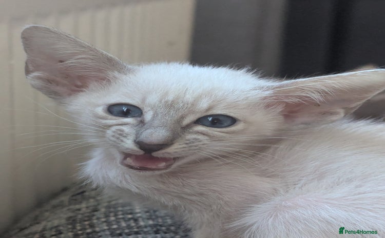 Siamese cats - Advert 10