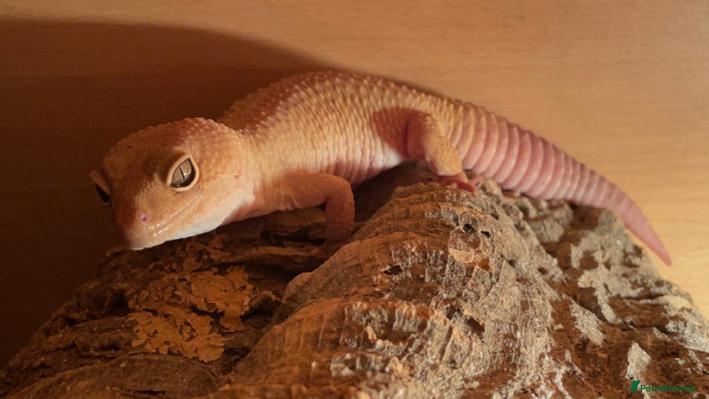 Leopard Gecko reptiles Male Leopard Gecko & Setup - Advert 3