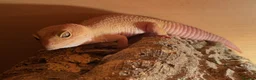 Leopard Gecko reptiles for sale: Male Leopard Gecko & Setup - Advert 1