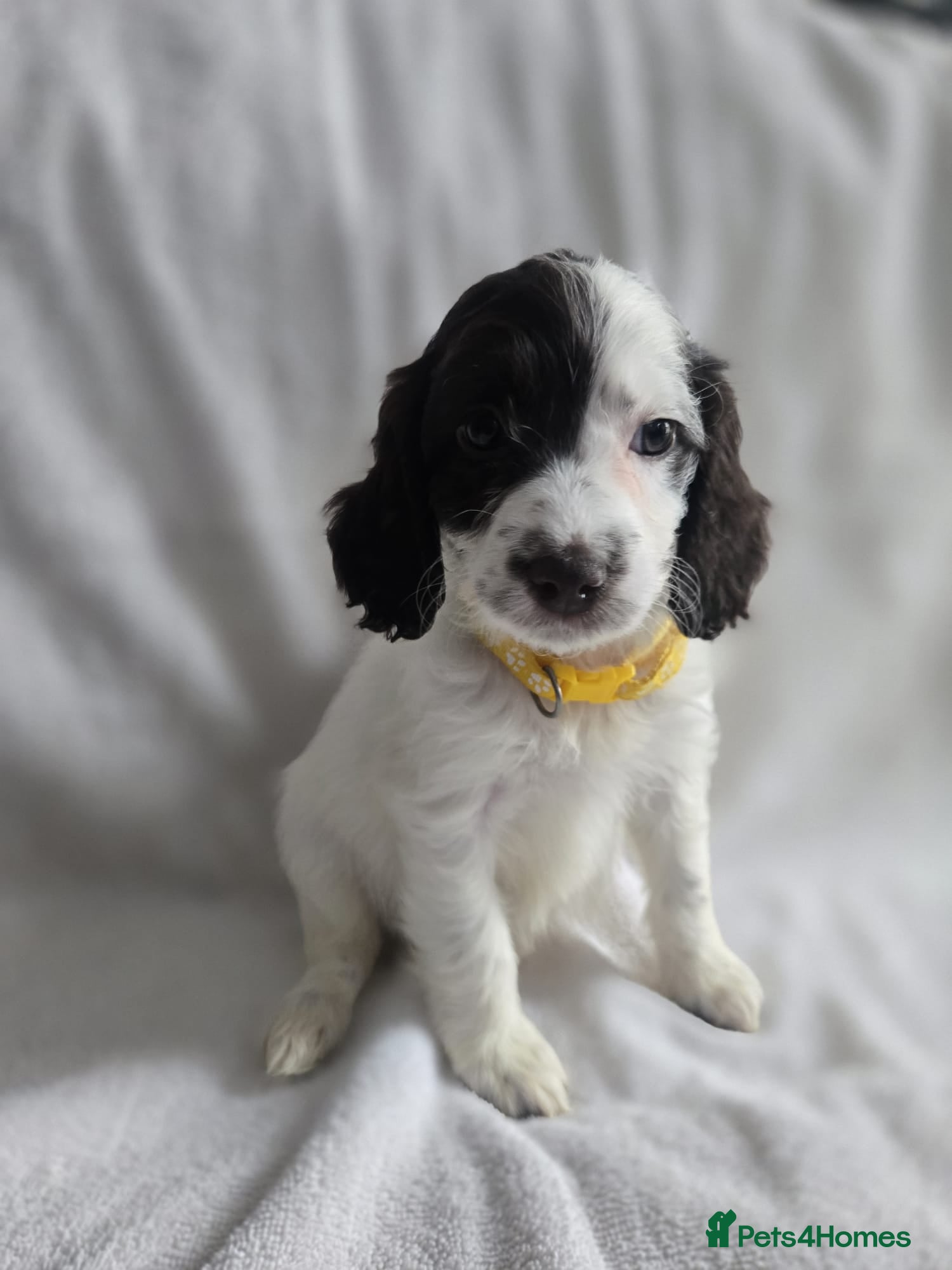Cockapoo dogs Gorgeous Cockapoo litter - Advert 5