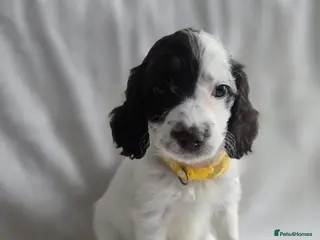 Cockapoo dogs Gorgeous Cockapoo litter - Advert 5