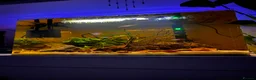 Tetras fish for sale: 🌿💞 70L Aquascape Setup in Dorchester - Advert 3