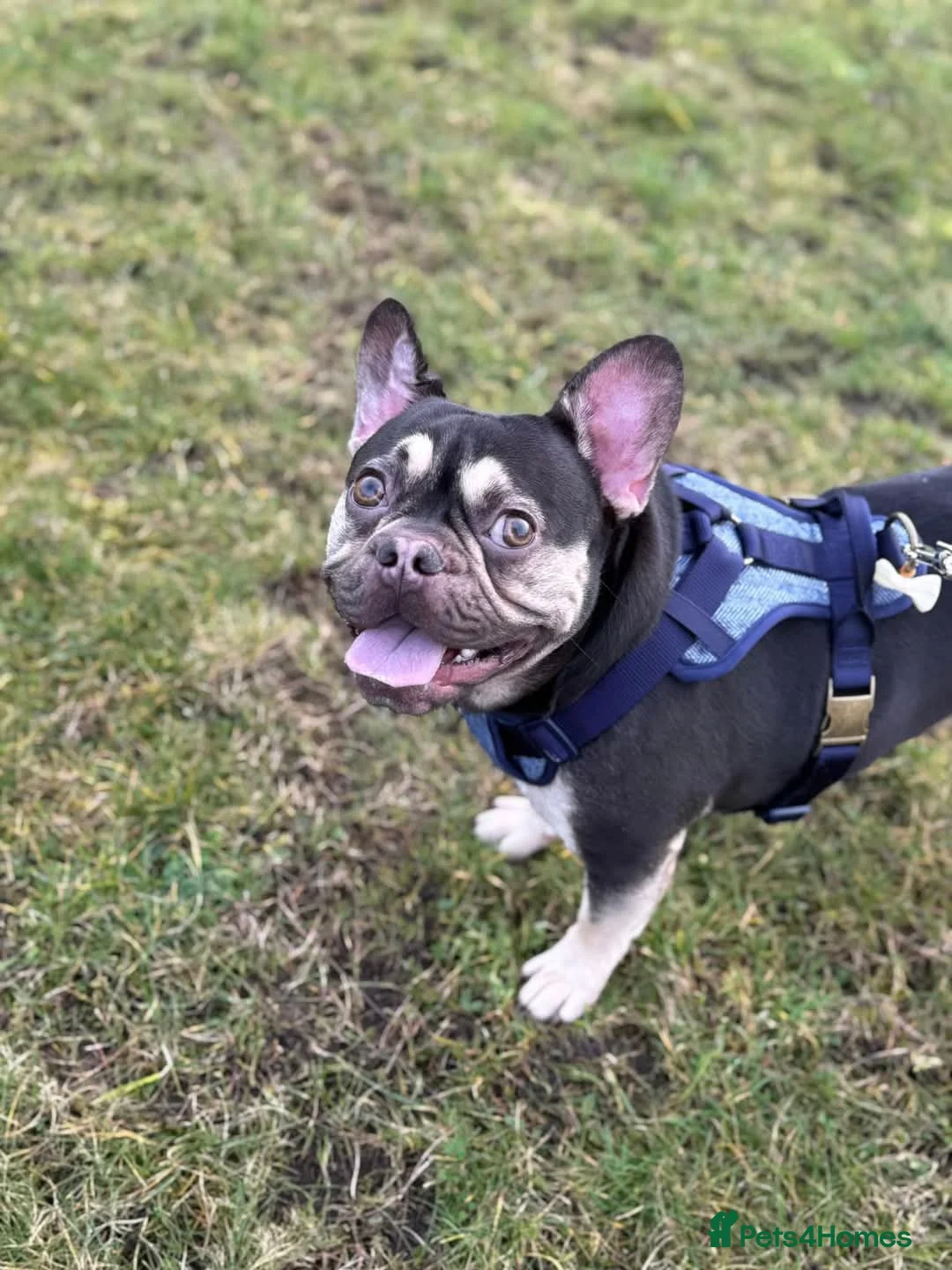 French Bulldog dogs for sale: Male french bulldog - Advert 3