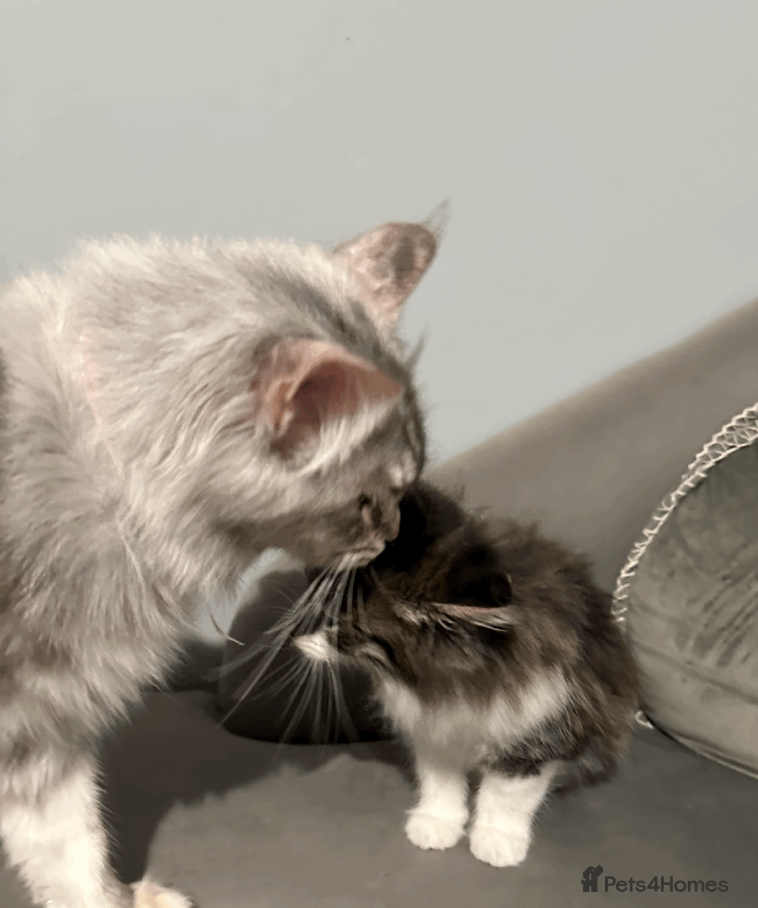 Siberian cats for sale: Siberian kitten, last girl left - Advert 6