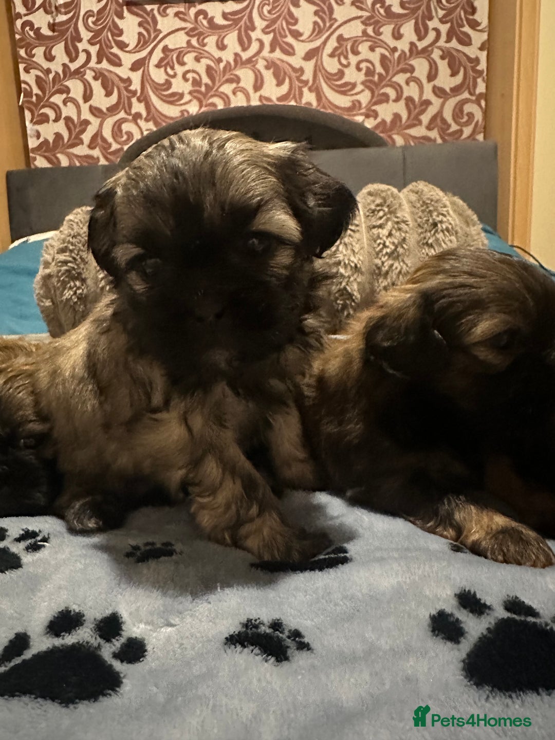 Shihpoo dogs for sale: Shihpoo 6 girls  - Advert 11