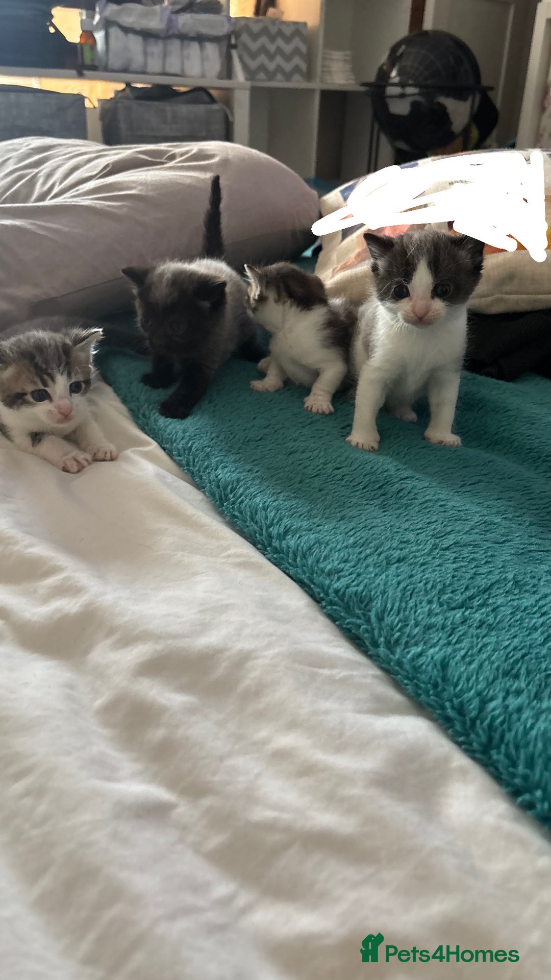 Mixed Breed cats for sale: Beautiful tabby x Ragdoll kittens for sale ! - Advert 5