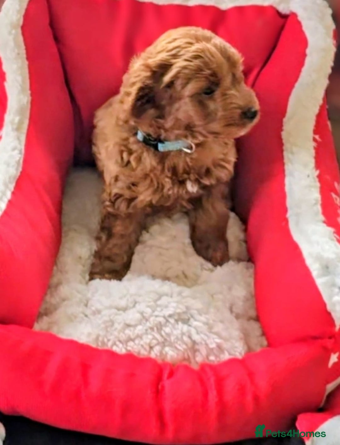Cockapoo dogs for sale: GENUINE F1B COCKAPOO PUPPIES  - Advert 9