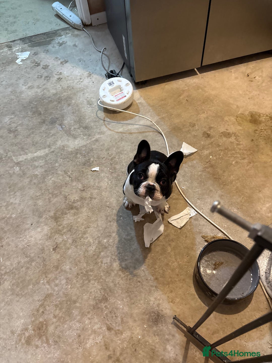 French Bulldog dogs for sale: Frenchie puppy  - Advert 8