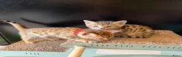 Bengal cats for sale: 🐾 Purebred Bengal Kittens for Sale 🐾 - Advert 12