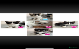 Ragdoll cats for sale: Ragdoll kittens  - Image 5