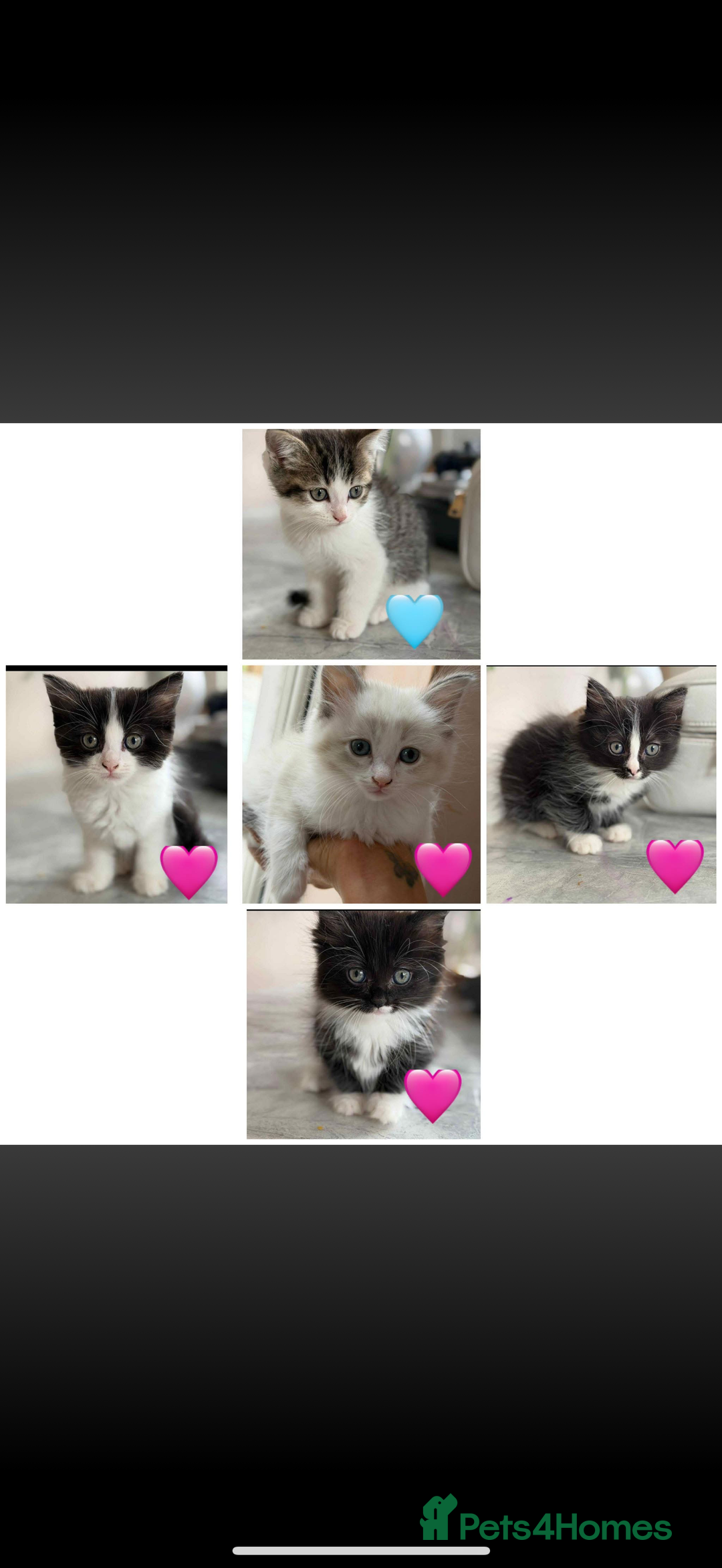 Ragdoll cats for sale: Ragdoll kittens  - Image 5