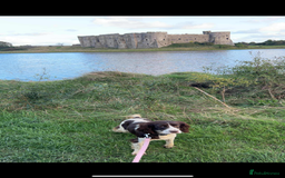 Cocker Spaniel dogs for sale: Cocker spaniel - Advert 3