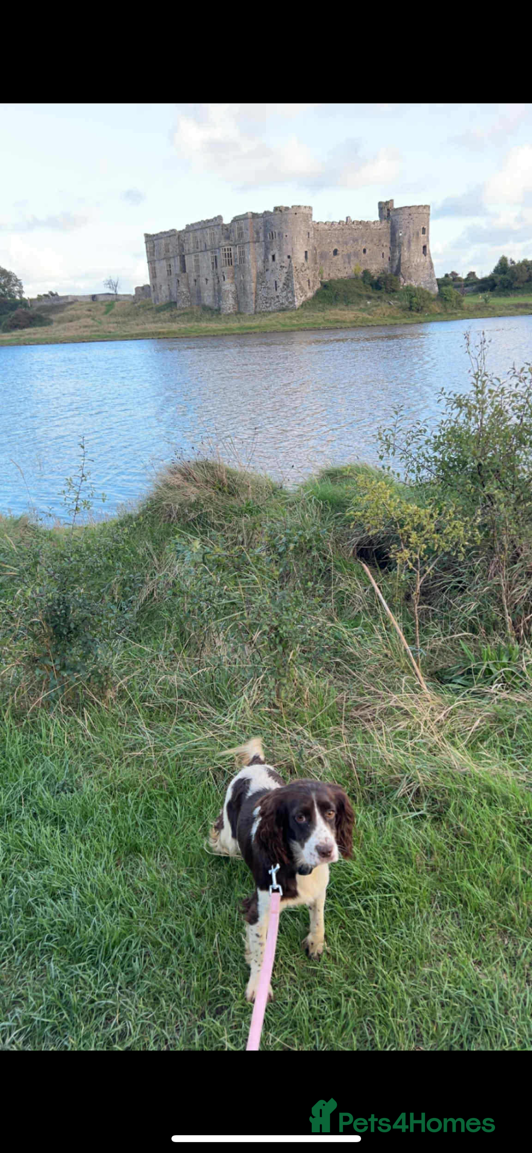 Cocker Spaniel dogs for sale: Cocker spaniel - Advert 3