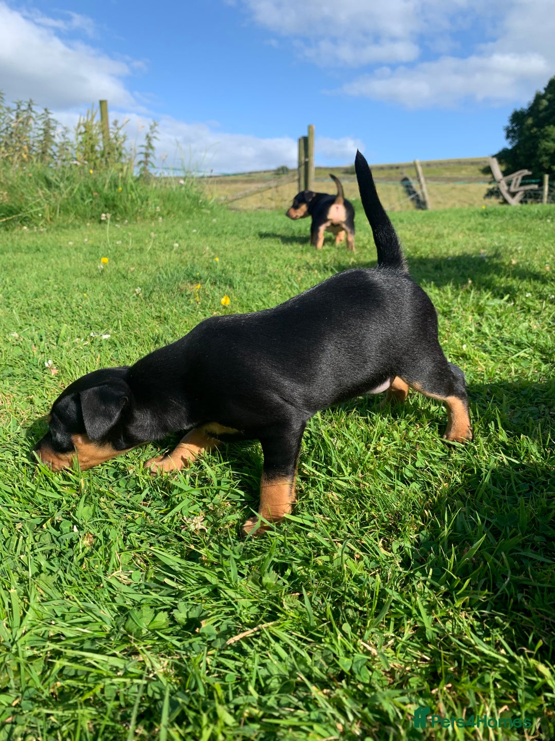 Mixed Breed dogs for sale: miniature pincher / mini jack  - Image 20