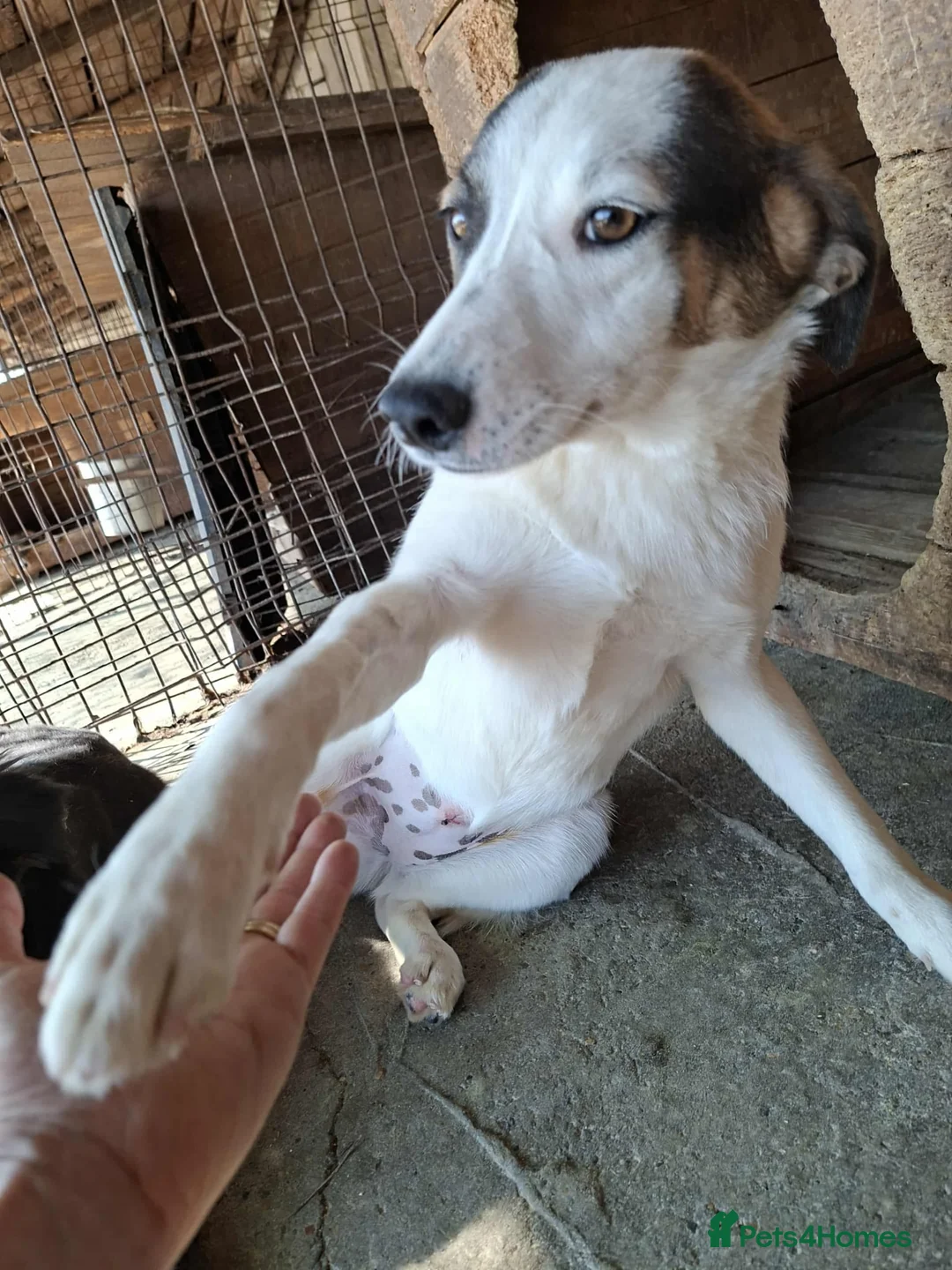 Mixed Breed dogs for adoption: Carrie - Stowmarket Suffolk  - Advert 3