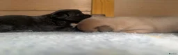Mixed Breed dogs for sale: Bullhuahua (French Bulldog × Chihuahua) Puppies - Advert 16