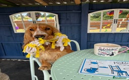 Cocker Spaniel dogs for sale: Darcy 🩷 Red Show Cocker Spaneil  - Image 1