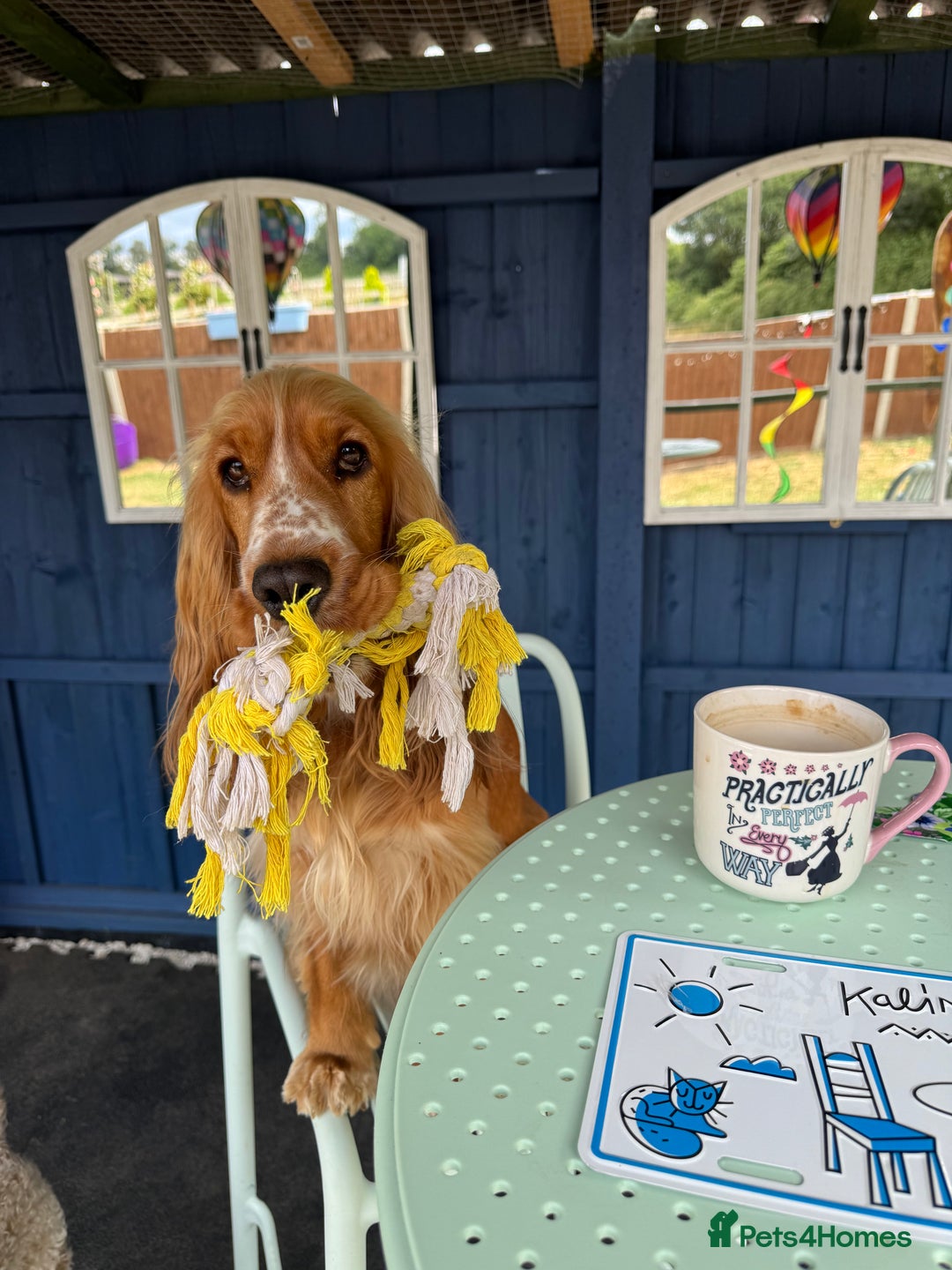 Cocker Spaniel dogs for sale: Darcy 🩷 Red Show Cocker Spaneil  - Image 1