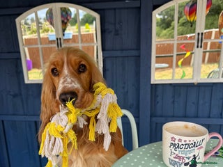 Cocker Spaniel dogs - Advert 26