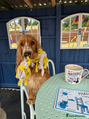 Cocker Spaniel dogs - Advert 14