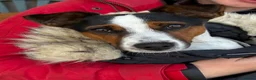 Jack Russell dogs for stud: Reggie  in Swindon - Advert 4