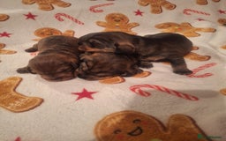 Dachshund dogs for sale: Wirehaired Dachshund - Image 4