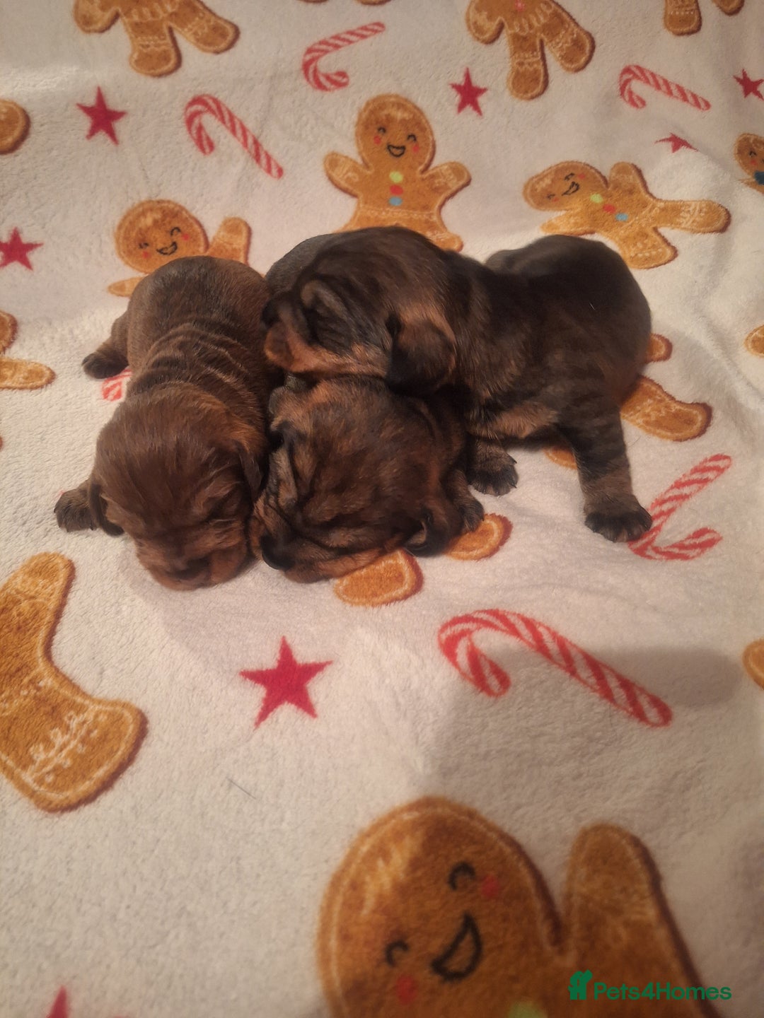 Dachshund dogs for sale: Wirehaired Dachshund - Image 4