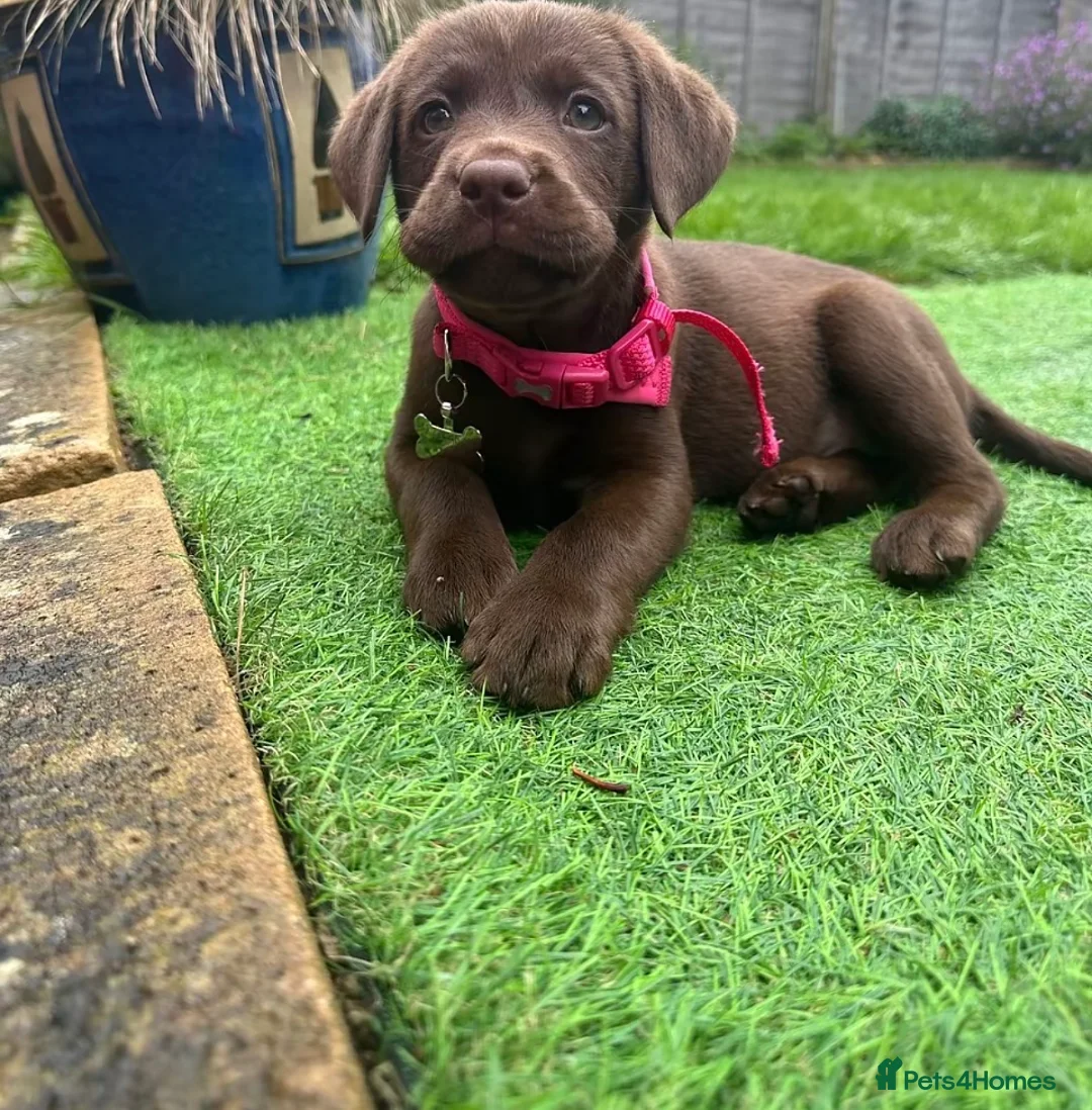 Labrador Retriever dogs for sale: Beautiful brown lab last girl left🤍 - Advert 8