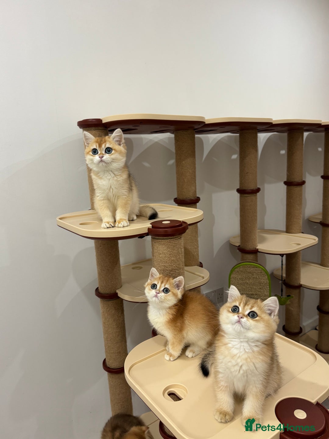 British Shorthair cats for sale: British Shorthair Golden kittens    - Image 25