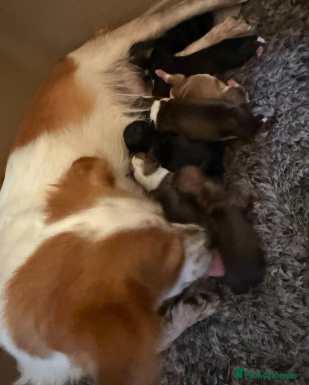 Chihuahua dogs for sale: Chihuahua X Puppies - Image 30