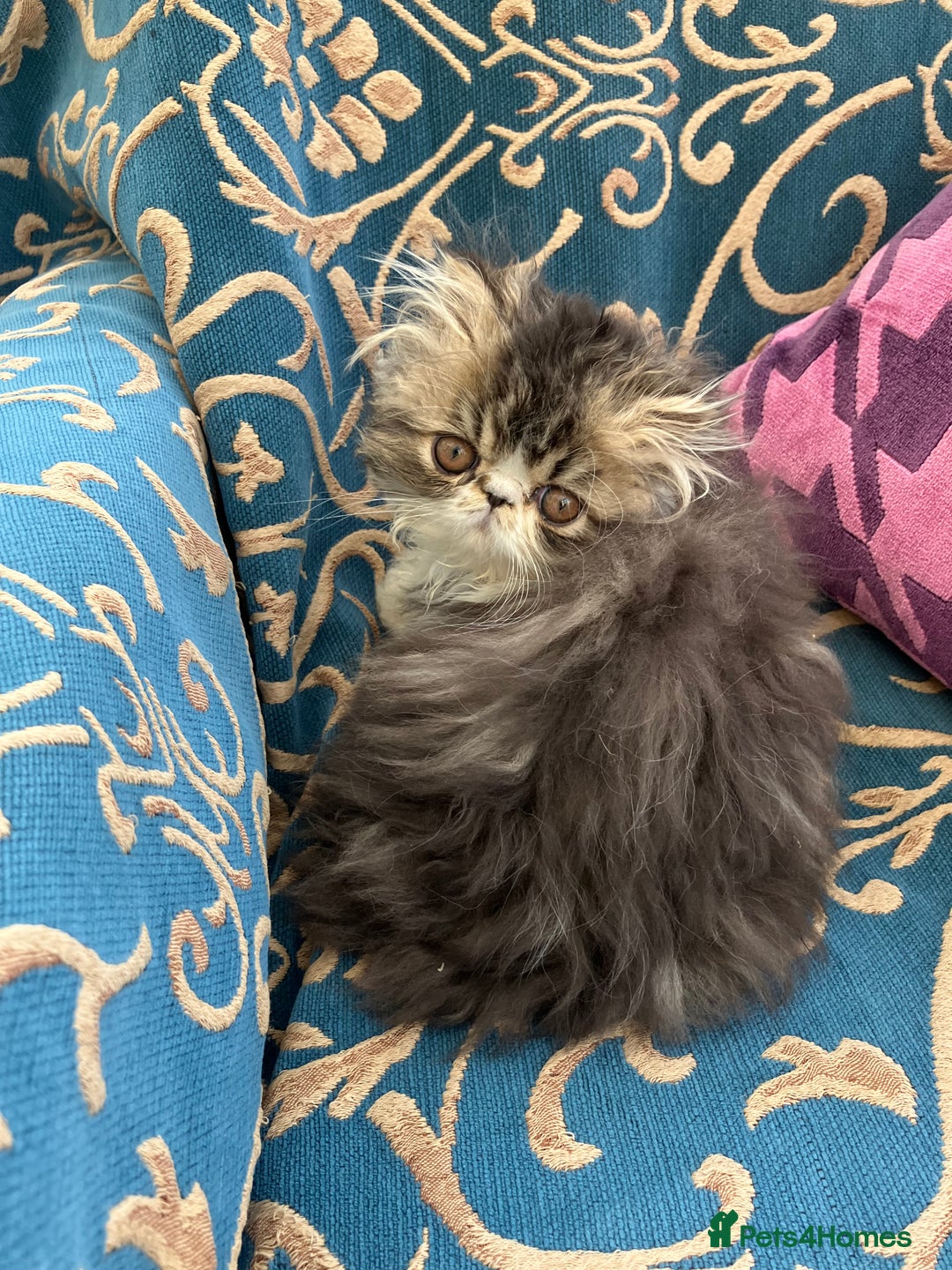 Persian cats for sale: GCCF registered Pure Persian Kittens  - Advert 4