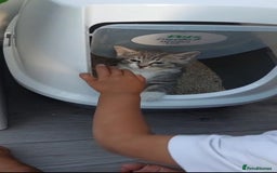 Turkish Angora cats for sale: Turkish Angora kitten for sale  - Image 7