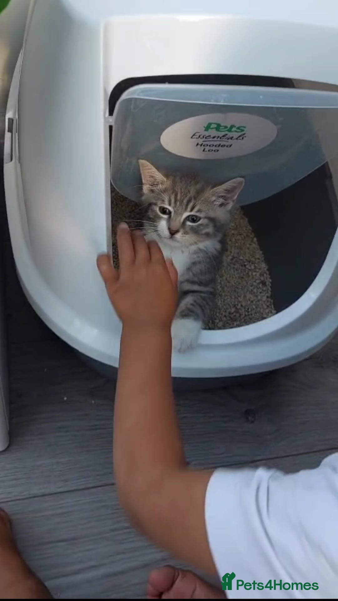 Turkish Angora cats for sale: Turkish Angora kitten for sale  - Image 7