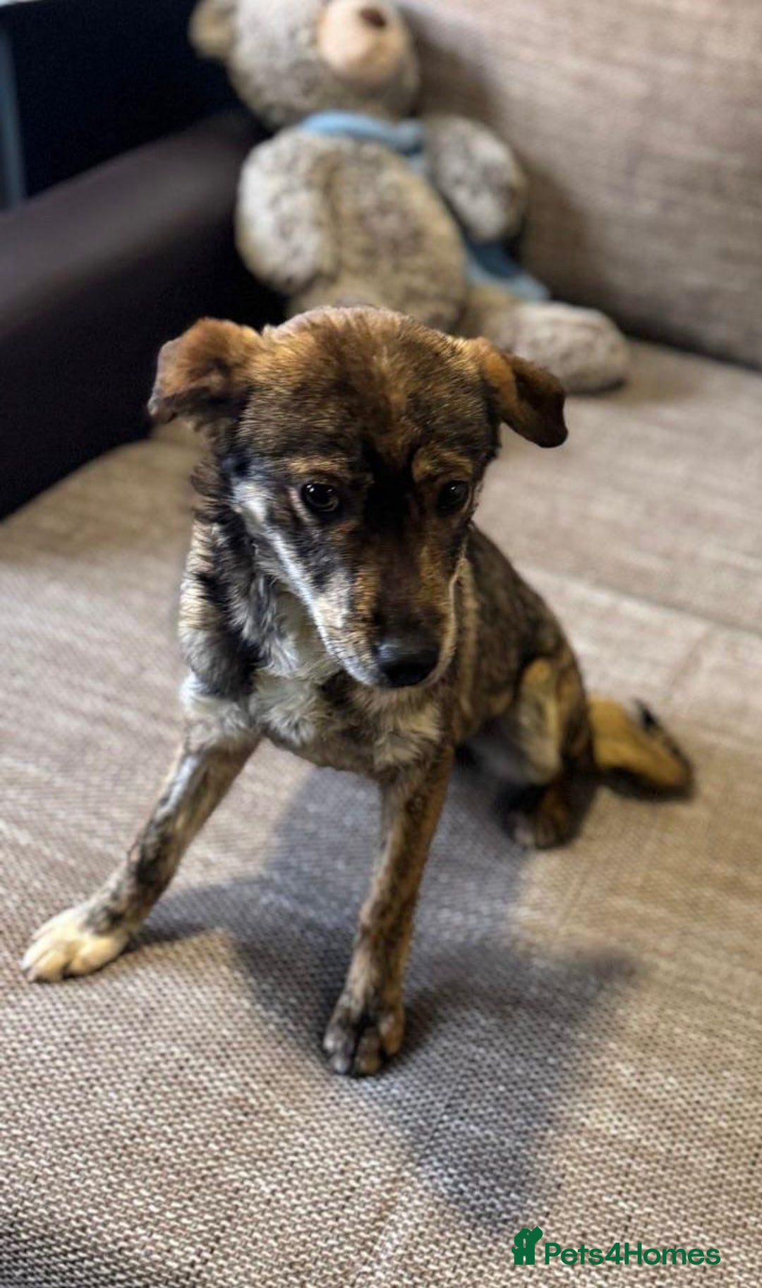 Mixed Breed dogs for adoption: Beautiful Bella needs her special home - Advert 3