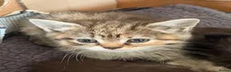 Scottish Fold cats for sale: GORGEOUS SCOTTISH FOLD X EXOTIC PERSIAN KITTENS - Advert 7