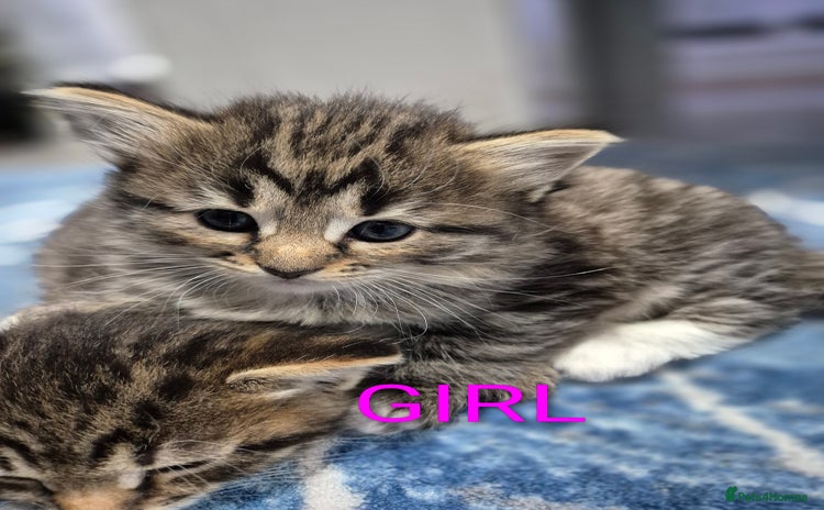 Mixed Breed cats - Advert 2