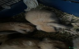 Mini Lop rabbits for sale: Pure bred minilop rabbits - Image 8