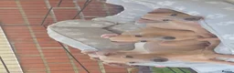 Italian Greyhound dogs for sale: Italian greyhound in Hartlepool - Advert 3