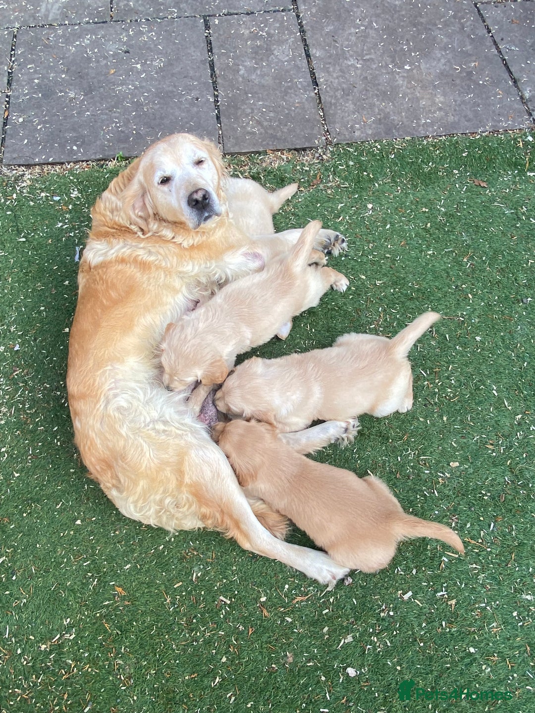 Golden Retriever dogs for sale: 5⭐️ Golden Retriever Puppies - Ready Soon ❤️🐶 - Image 18