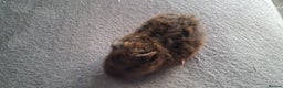 Guinea Pig rodents for sale: Baby boy guinea pigs ready to leave now  - Advert 11