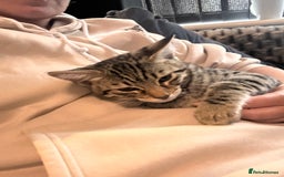Savannah cats for sale: African bloodline, savanna kittens - Image 2