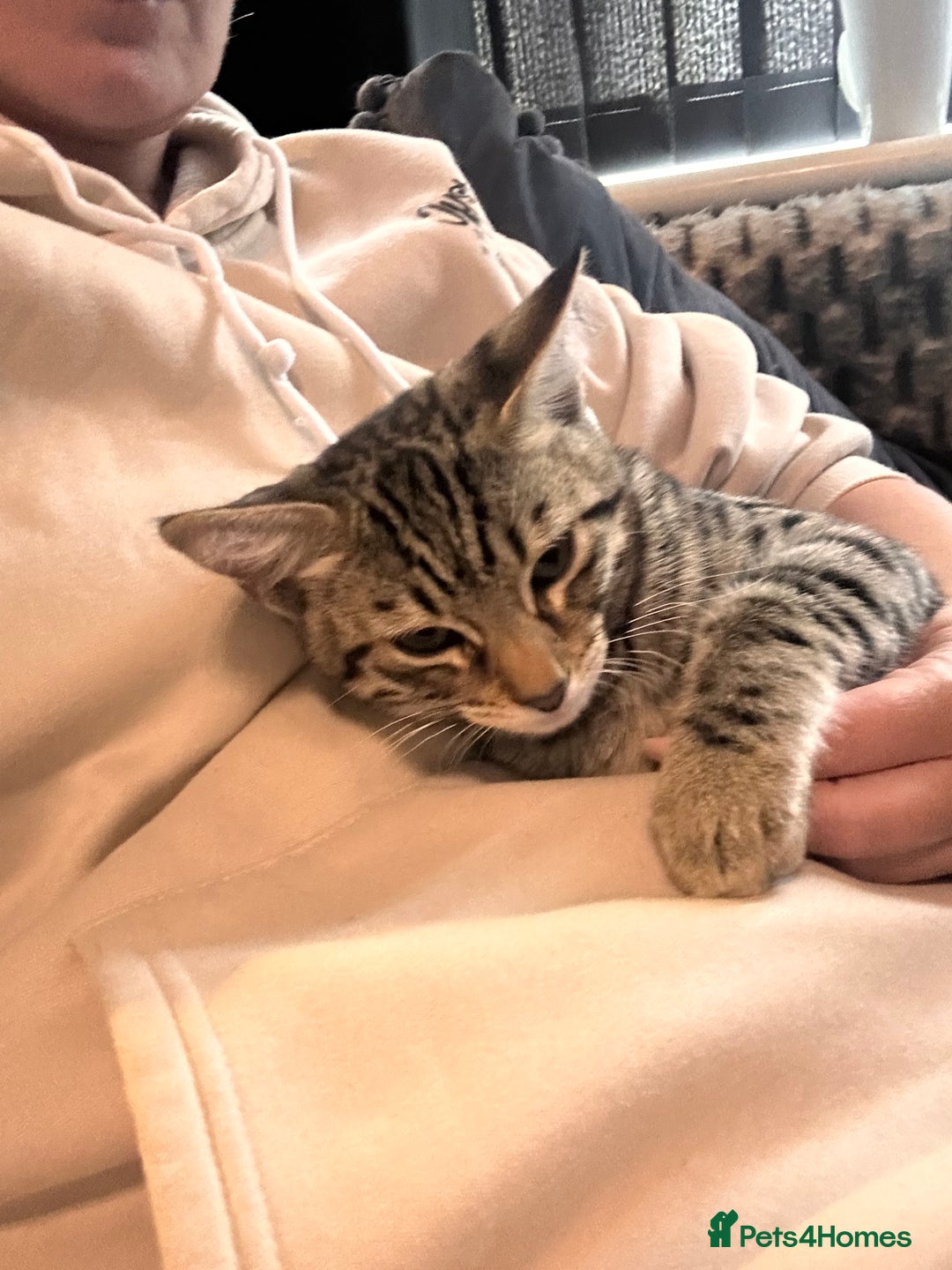Savannah cats for sale: African bloodline, savanna kittens - Image 2