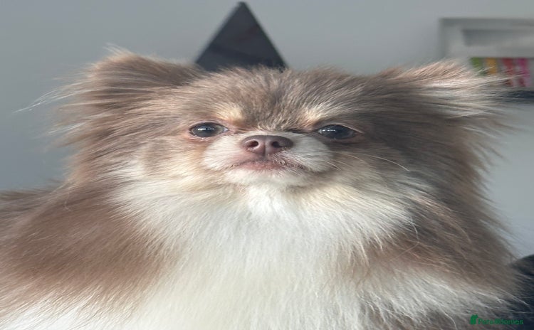 Pomeranian dogs - Advert 1