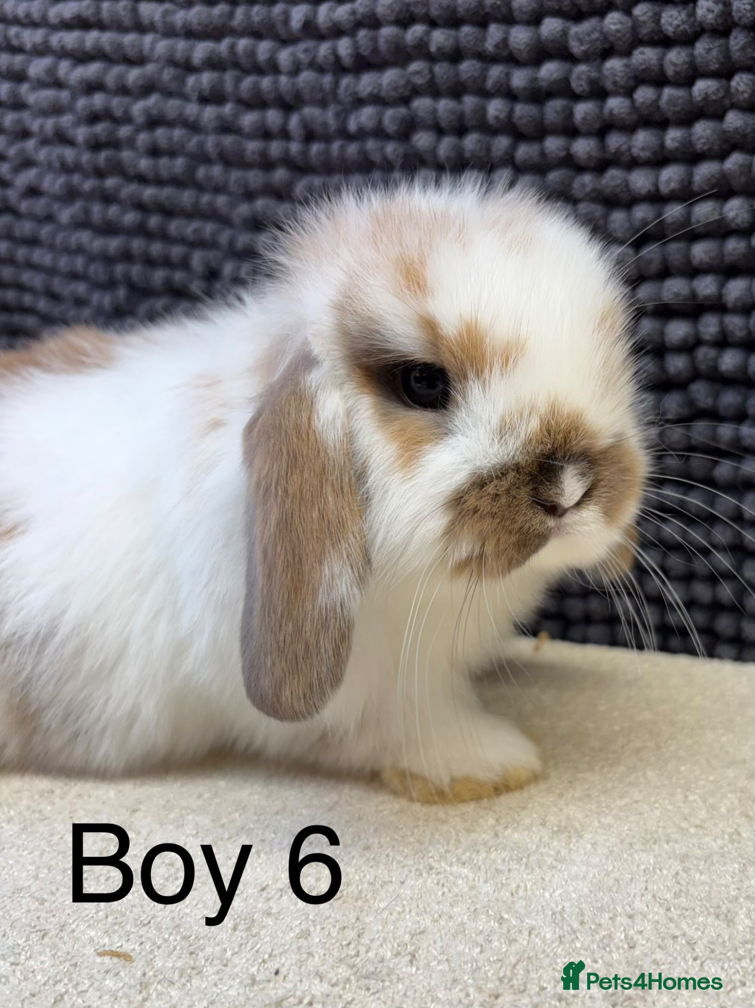 Dwarf Lop rabbits *VACCINATED* Super friendly dwarf lops  - Advert 9
