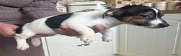 Jack Russell dogs for sale: Stunning litter of jackrussels  - Advert 3